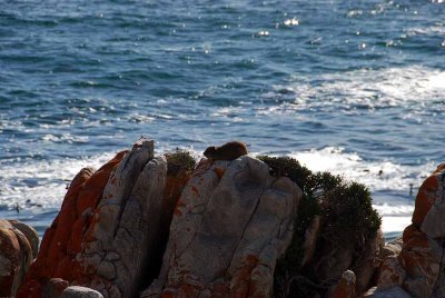 ROCK HYRAX