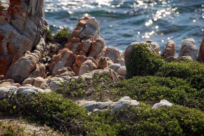 ROCK HYRAX