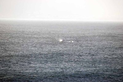 WHALE IN FRONT OF OUR ROOM