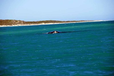 THE SOUTHERN RIGHT WHALE