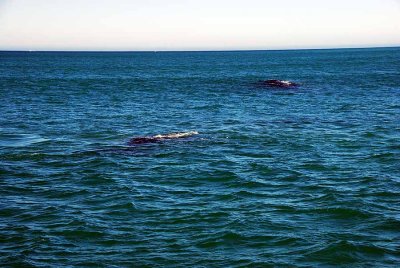 THE SOUTHERN RIGHT WHALES