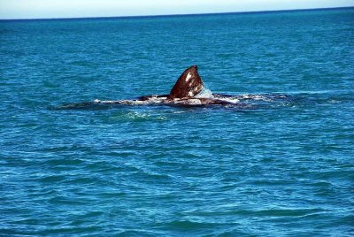 THE SOUTHERN RIGHT WHALE