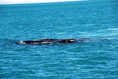THE SOUTHERN RIGHT WHALES