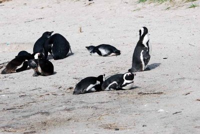 JACKASS PENGUIN