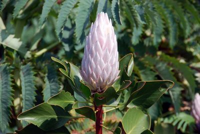 KING PROTEA