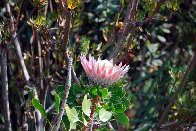 KING PROTEA
