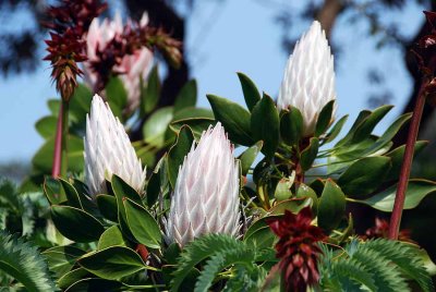 KING PROTEA