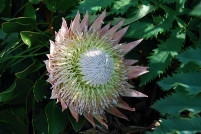 KING PROTEA