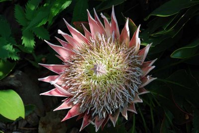 KING PROTEA