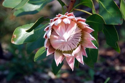 KING PROTEA