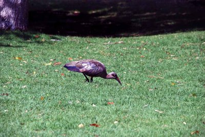HADEDA IBIS