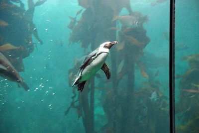 JACKASS PENGUIN