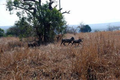 WARTHOGS