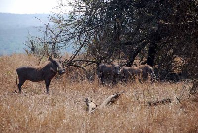 WARTHOGS