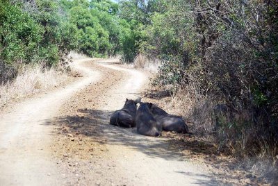 WARTHOGS BLOCK THE ROAD