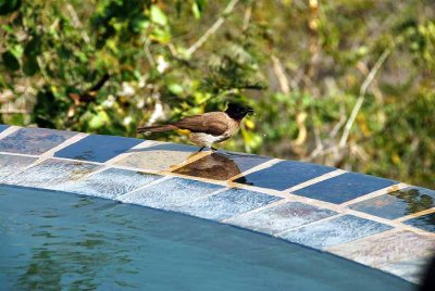 VISITOR ON OUR POOL A BLACK EYED BULBUL