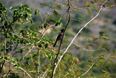 VISITOR ON OUR POOL A BLACK EYED BULBUL