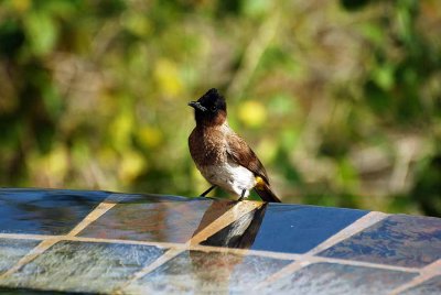 VISITOR ON OUR POOL A BLACK EYED BULBUL