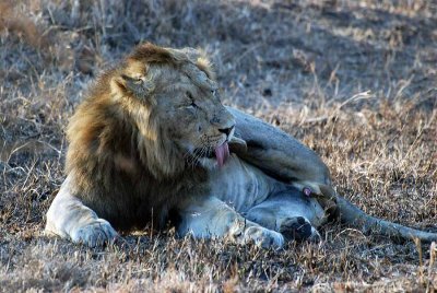 LIONS IN LOVE