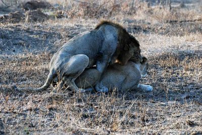 MATING LIONS