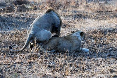 MATING LIONS