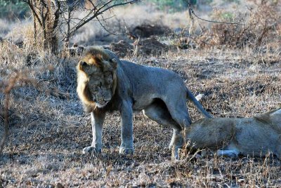 LIONS IN LOVE