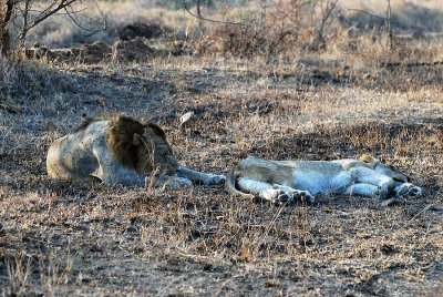 LIONS IN LOVE