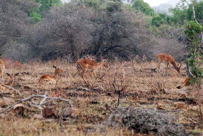 IMPALA