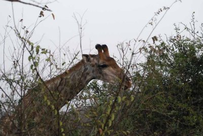 GIRAFFE