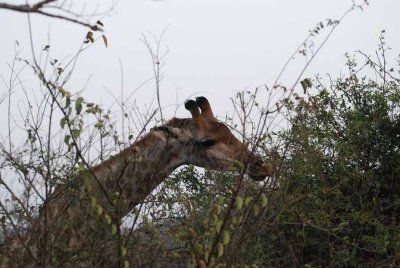 GIRAFFE