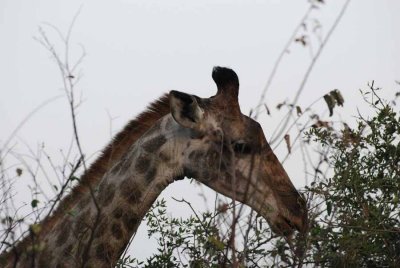 GIRAFFE