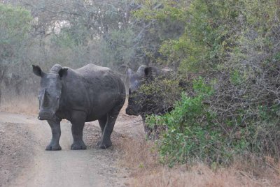WHITE RHINOCEROS