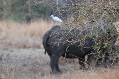 WHITE RHINOCEROS