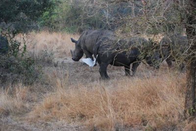 WHITE RHINOCEROS