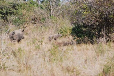 WHITE RHINOCEROS