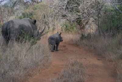 WHITE RHINOCEROS