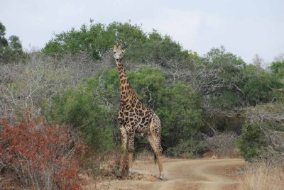 GIRAFFE