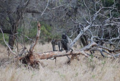 BABOON