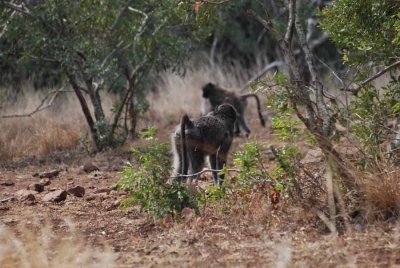 BABOON