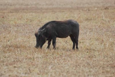 WARTHOG