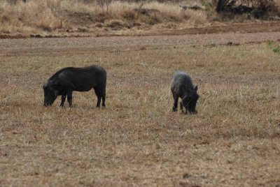 WARTHOG