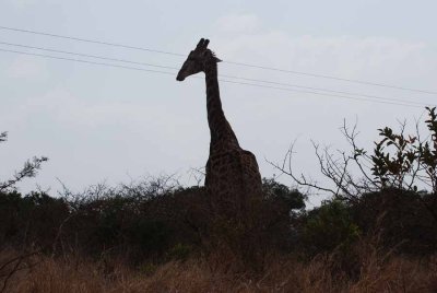 GIRAFFE