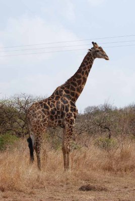 GIRAFFE