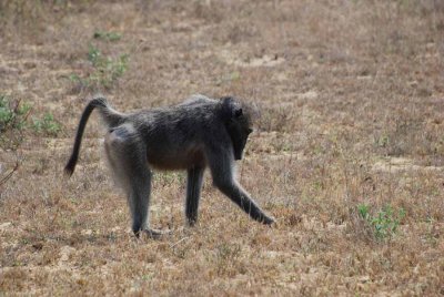 BABOON