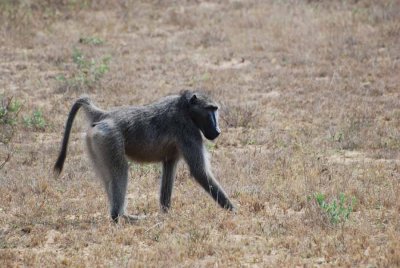 BABOON