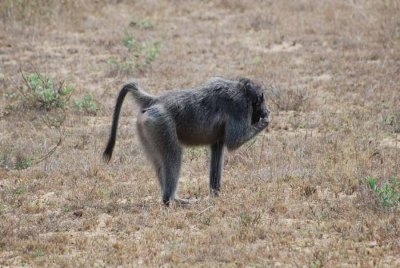 BABOON