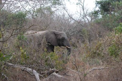 ELEPHANT