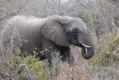 ELEPHANT