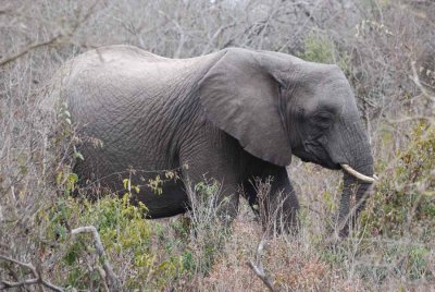 ELEPHANT