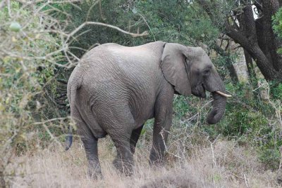 ELEPHANT